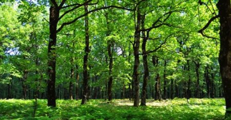 Foloi oak forest